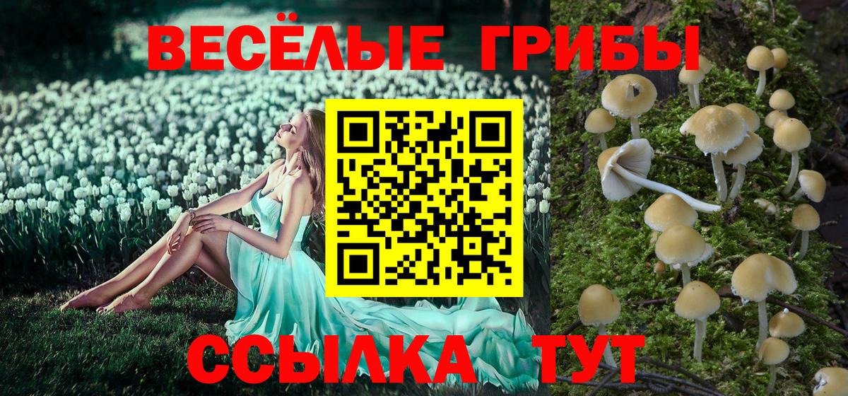 Псилоцибиновые грибы Psilocybe  Переславль-Залесский 